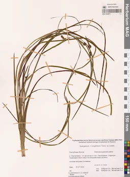 MAG 0022675