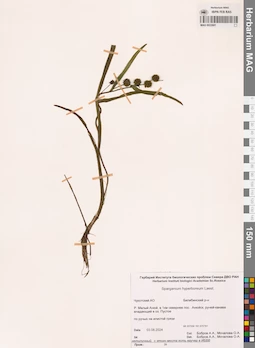 MAG 0022681