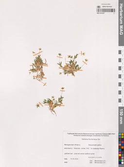 MAG 0022687
