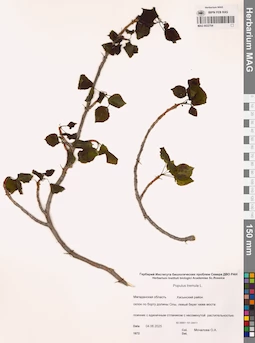 MAG 0022704