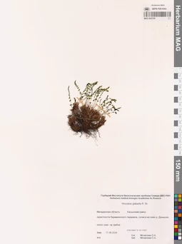 MAG 0022705