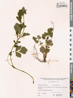 MAG 0022711