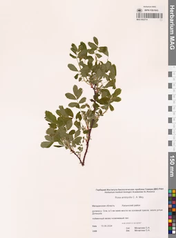 MAG 0022714