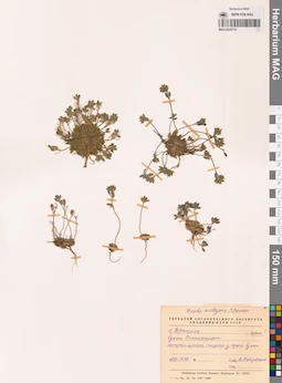 MAG 0022719