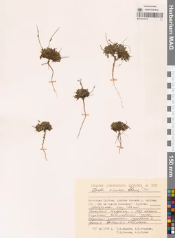 MAG 0022739