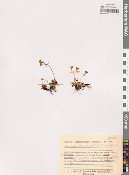 MAG 0022745