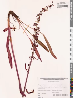 MAG 0022747