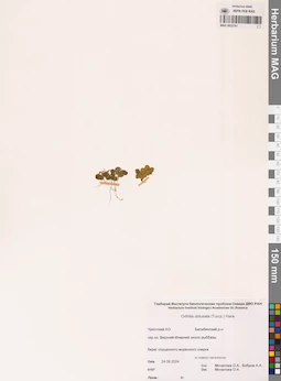 MAG 0022761
