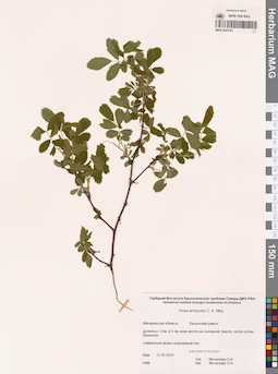MAG 0022767