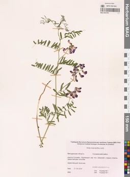 MAG 0022768