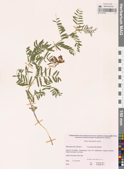 MAG 0022769