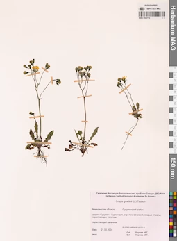 MAG 0022772