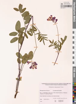 MAG 0022773