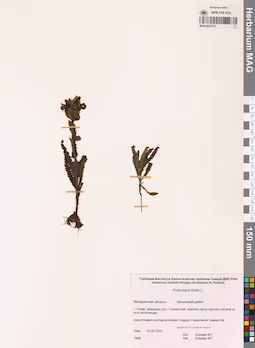 MAG 0022775