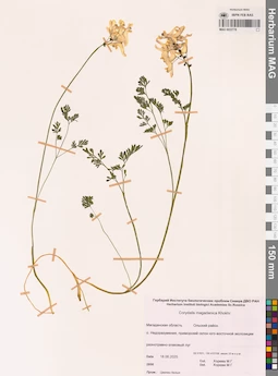 MAG 0022778
