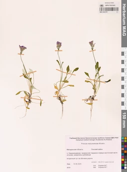 MAG 0022781