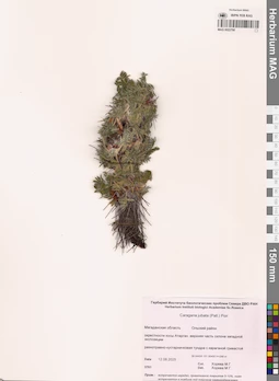 MAG 0022790