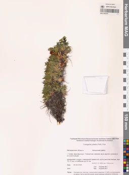MAG 0022793
