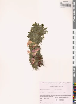 MAG 0022794