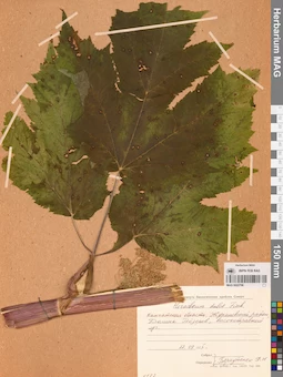 MAG 0022796
