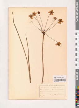 MAG 0013541