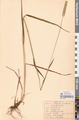 MAG 0013636