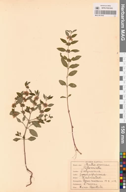 MAG 0013643