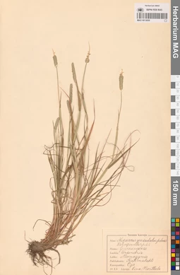 MAG 0013650