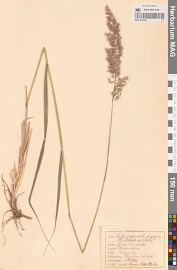 MAG 0013651