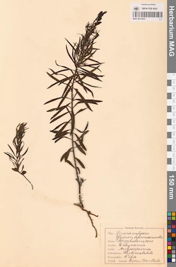 MAG 0013653