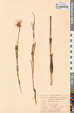 MAG 0013655