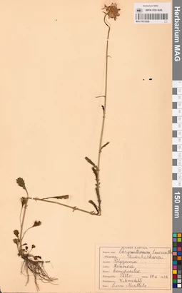MAG 0013656