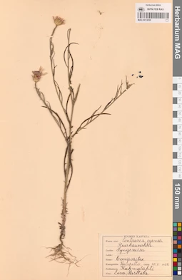 MAG 0013658