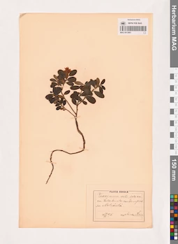 MAG 0013661
