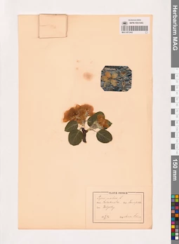 MAG 0013442