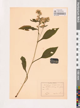 MAG 0013444