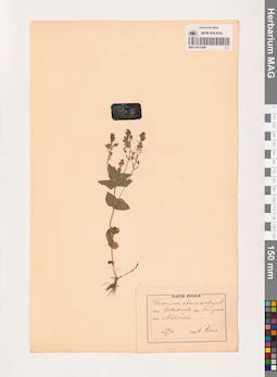 MAG 0013446