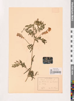 MAG 0013451