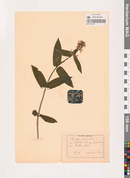 MAG 0013454