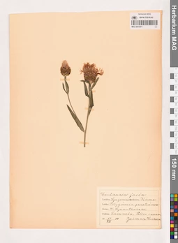 MAG 0013471