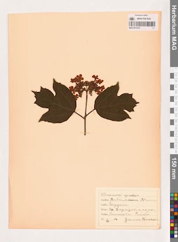 MAG 0013472