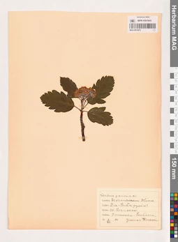 MAG 0013473