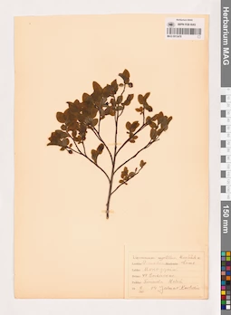 MAG 0013478