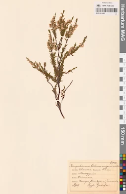 MAG 0013485