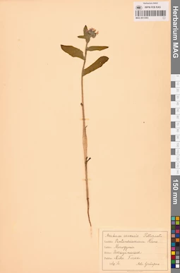 MAG 0013503