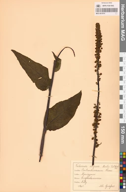 MAG 0013514