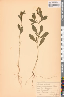 MAG 0013515