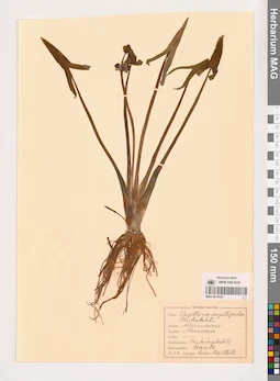 MAG 0013522