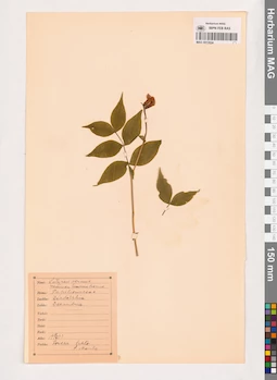MAG 0013524