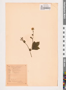 MAG 0013525